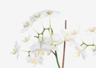 Orchideen - Freie Arbeit Alexander Ring